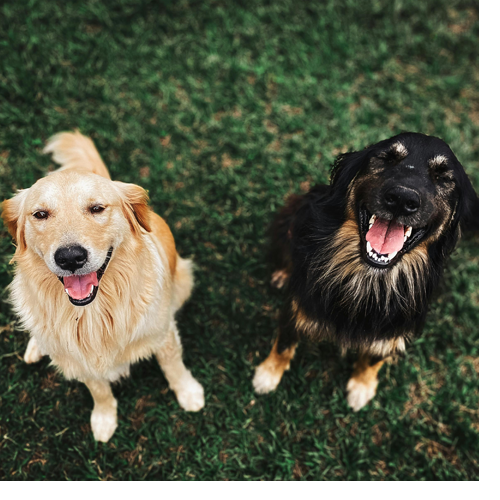 two dogs playing in a lawn